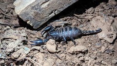 Heterometrus laoticus