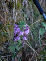 Pedicularis refracta