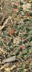 Mammillaria magnimamma