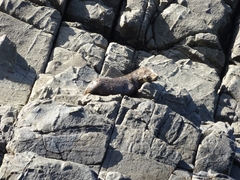 Arctocephalus forsteri
