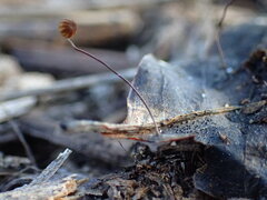 Cryptomarasmius