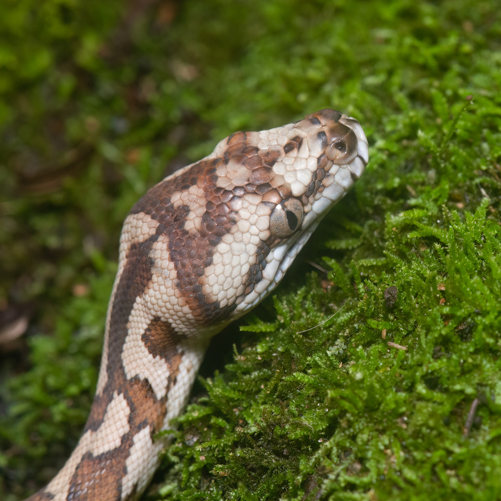 jungle-carpet-python-from-new-mapoon-qld-4876-australia-on-february-21