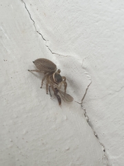 Maratus griseus