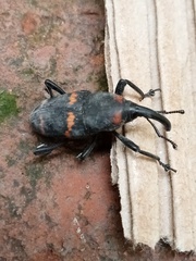 Cactophagus spinolae