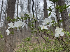 Rhododendron indicum