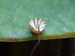 Cryptomarasmius