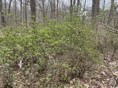 Rhododendron indicum