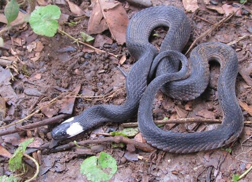 Photo of a Hudson's Coffee Snake (Ninia hudsoni)