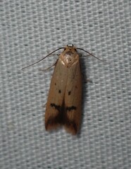 Tachystola hemisema