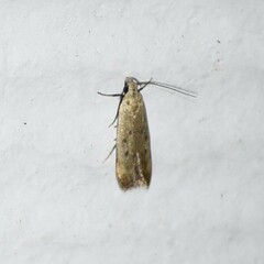 Anacampsis