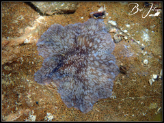 Pericelis