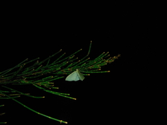 Poecilasthena pulchraria