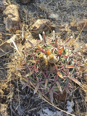 Ferocactus latispinus