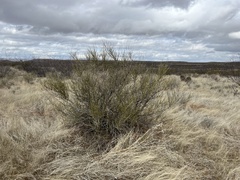 Ephedra trifurca