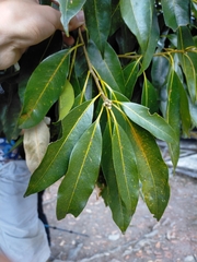 Photinia niitakayamensis