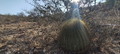 Ferocactus histrix