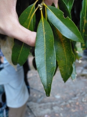 Photinia niitakayamensis