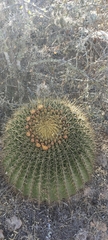 Ferocactus histrix
