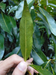 Photinia niitakayamensis