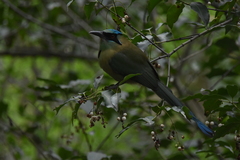 Momotus coeruliceps
