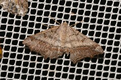 Dissomorphia australiaria