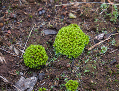 Pseudocrossidium crinitum