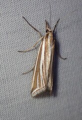 Hednota relatalis
