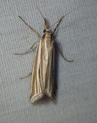 Hednota relatalis