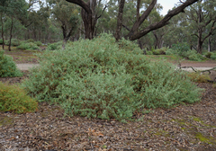 Chenopodium parabolicum