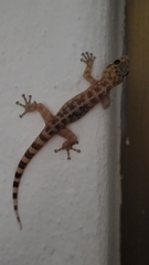 Phyllodactylus lanei