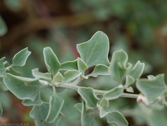 Chenopodium parabolicum