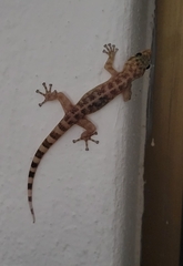 Phyllodactylus lanei