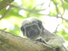 Saguinus oedipus