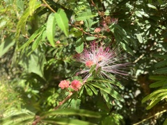 Calliandra tweediei