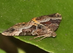Chrysolarentia lucidulata