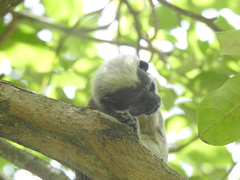 Saguinus oedipus
