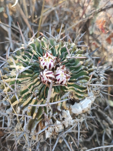 Stenocactus obvallatus