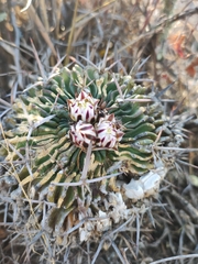 Echinofossulocactus pentacanthus
