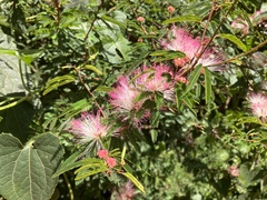 Calliandra tweediei