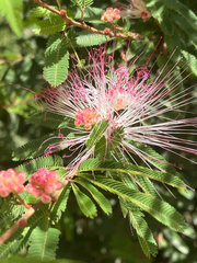 Calliandra tweediei