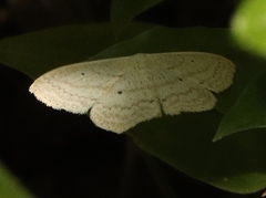 Scopula perlata