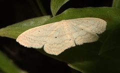 Scopula perlata