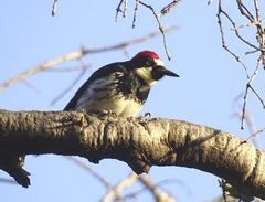 Melanerpes formicivorus