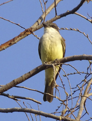 Tyrannus crassirostris