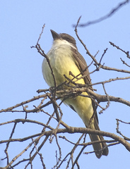 Tyrannus crassirostris