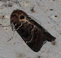 Proteuxoa sanguinipuncta