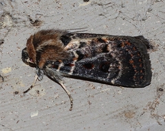 Proteuxoa sanguinipuncta