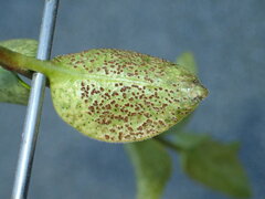 Puccinia vincae