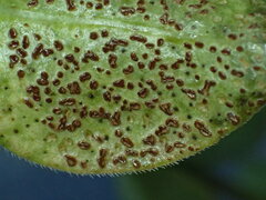 Puccinia vincae