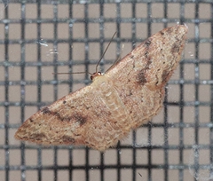 Idaea halmaea